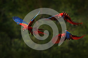 Macaw parrot flying in dark green vegetation with beautiful back light and rain. Scarlet Macaw, Ara macao, in tropical forest,