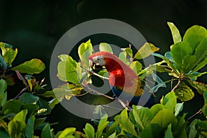 Macaw parrot flying in dark green vegetation with beautiful back light and rain. Scarlet Macaw, Ara macao, in tropical forest,