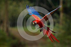 Macaw parrot flying in dark green vegetation with beautiful back light and rain. Scarlet Macaw, Ara macao, in tropical forest,