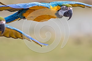 Macaw parrot flying. Tropical bird in flight