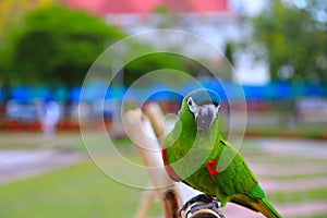 macaw parrot, green colorful beautiful in public park select focus with shallow depth of field