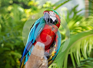 macaw parrot on green nature