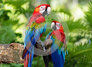 macaw parrot on green nature