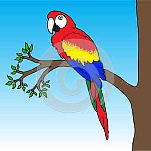 Macaw Parrot Illustration