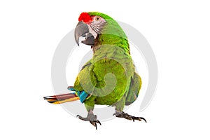 Macaw Parrot isolated on white