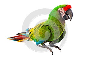Macaw Parrot isolated on white