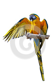 Macaw Parrot on isolated white background