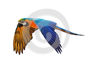 Macaw parrot isolated in white background.