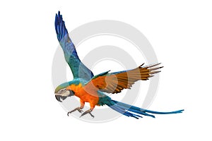 Macaw parrot isolated in white background.