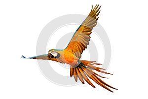 Macaw parrot isolated in white background.