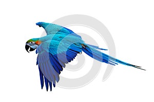 Macaw parrot isolated in white background.