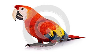 Macaw Parrot isolated on white