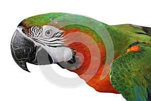 macaw parrot isolated on white background - clipping paths