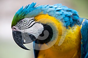 Macaw Parrot with Large Beak and Beautiful Feathers