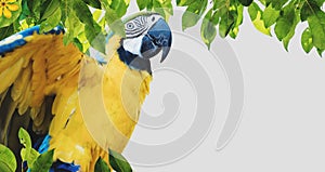Macaw parrot with leaves, on white background