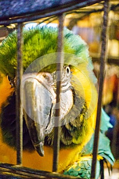 Macaw parrot looking at camera, Greece