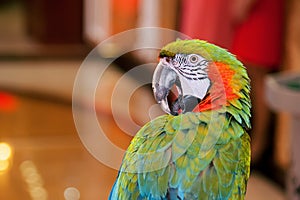 macaw parrot looking the camera and posing