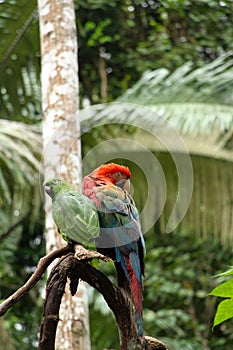Macaw parrot in Madidi National Park