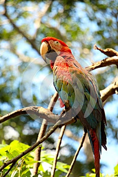 Macaw parrot in Madidi National Park