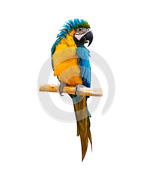 macaw parrot parakeet perching on branch on white background isolate