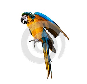 macaw parrot parakeet perching on branch on white background isolate