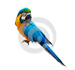 macaw parrot parakeet perching on branch on white background isolate