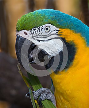 Macaw parrot profile