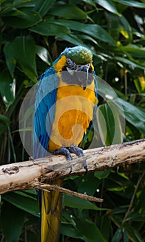 Macaw Parrot, Psittacidae Orthopsittaca, perched on a branch. photo