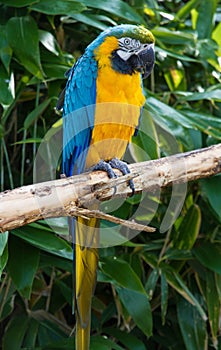 Macaw Parrot, Psittacidae Orthopsittaca, perched on a branch.