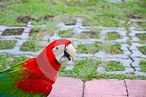 macaw parrot, red - green colorful beautiful in public park select focus with shallow depth of field