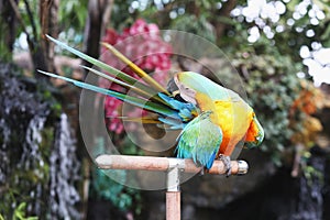 Macaw parrot is scratching his tail. Parrot is tilted to the tail.