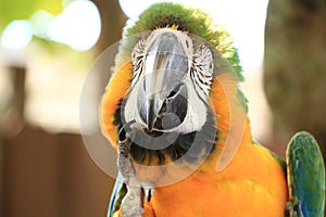 Macaw Parrot Scratching its face outdoors