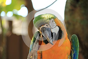 Macaw Parrot Scratching its face outdoors