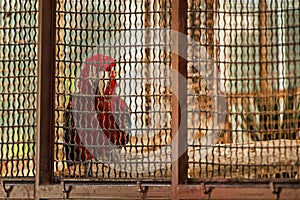 macaw parrot sits in an aviary in a nature reserve.