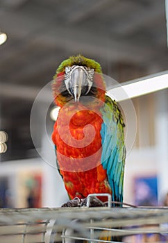 Macaw parrot sits on a cage and looks into the camera in a contacting zoo. Playful and affectionate, Intelligent and social bird a