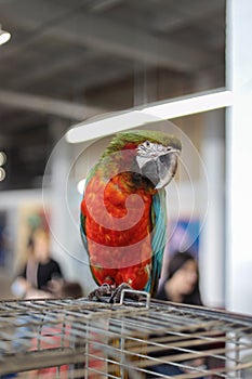 Macaw parrot sits on a cage and looks into the camera in a contacting zoo. Playful and affectionate, Intelligent and social bird a