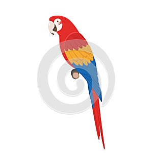 Macaw parrot sitting on a branch