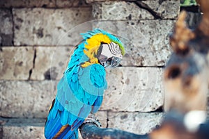 Macaw parrot sitting in forest. aviary details of rainforest