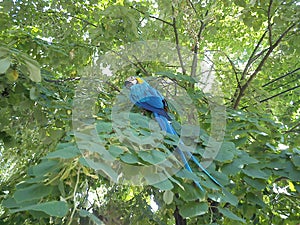 Macaw parrot on tree branches. A bird with blue and gold plumage in linden foliage. Walking pets in nature or in a city park.