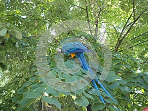 Macaw parrot on tree branches. A bird with blue and gold plumage in linden foliage. Walking pets in nature or in a city park.