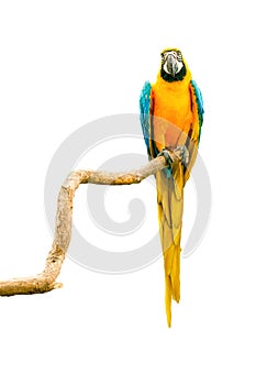 Macaw parrot on a twig