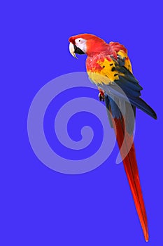 Macaw Parrot Vertical with Copy Space