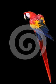 Macaw Parrot Vertical with Copy Space