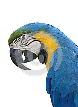 Macaw Parrot on white