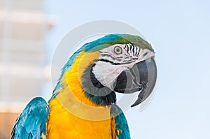 MACAW PARROT