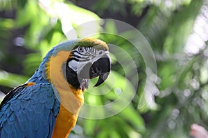 Macaw or parrot with yellow and blue feathers