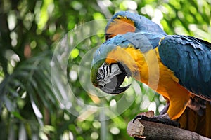 Macaw parrot with yellow and blue feathers