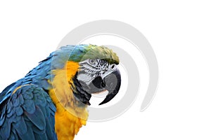 Macaw or parrot with yellow and blue feathers