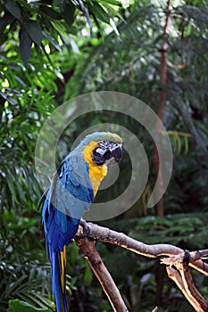 Macaw or parrot with yellow and blue feathers