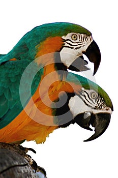 Macaw parrots 1